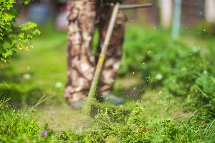 Freshly cut green lawn beside established landscape beds